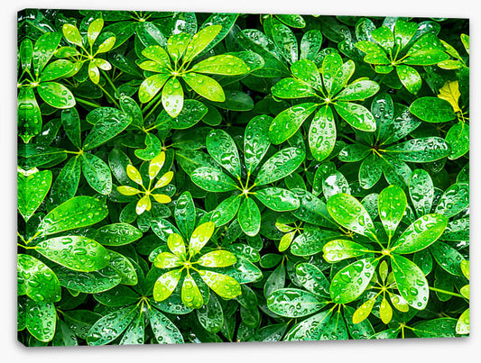 Showered in green