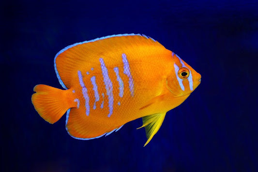 Fish / Aquatic
