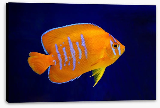 Fish / Aquatic