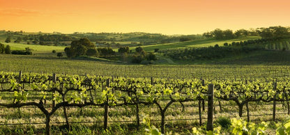 Barossa Valley sunset