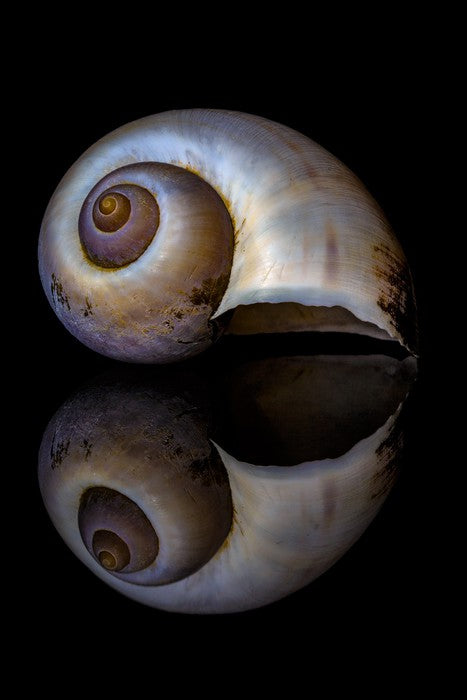 Echo of the sea