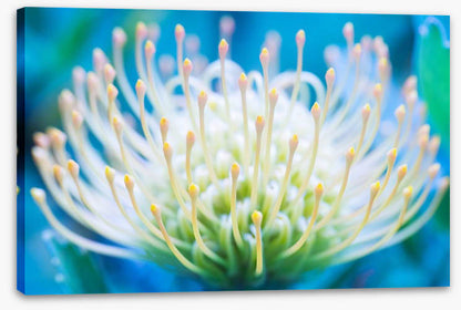 Pincushion flower