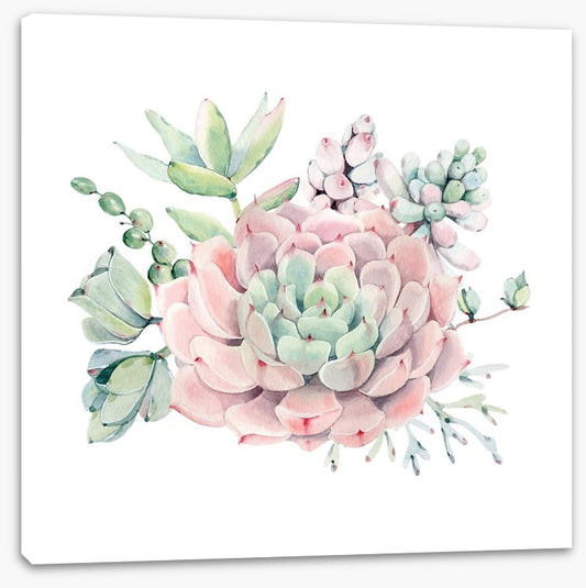 Succulent spring
