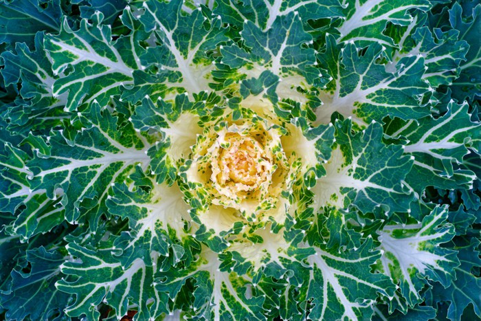 Leaves