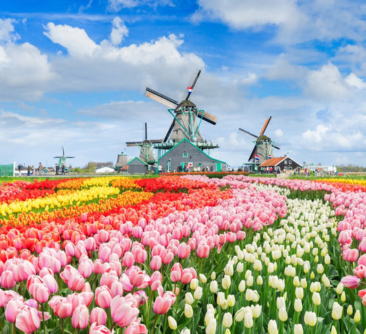 Tulips and windmills