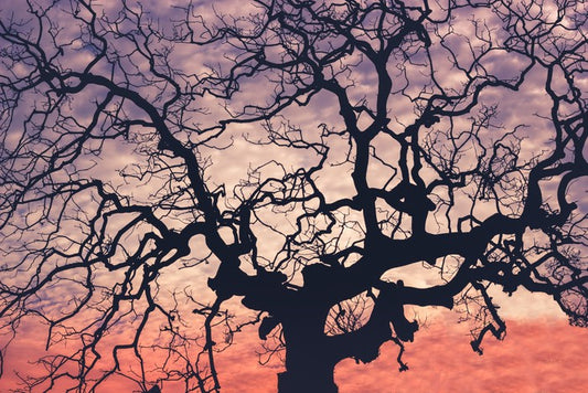 Trees