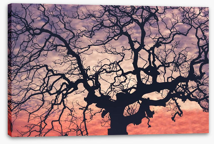 Trees