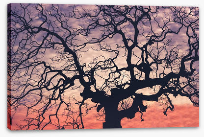Trees