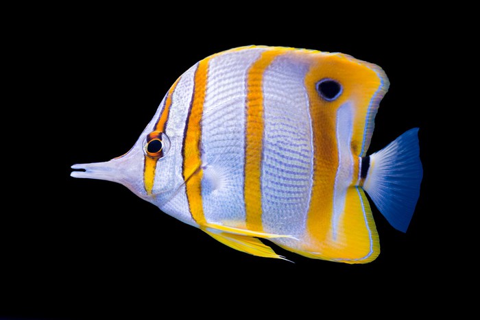 Fish / Aquatic