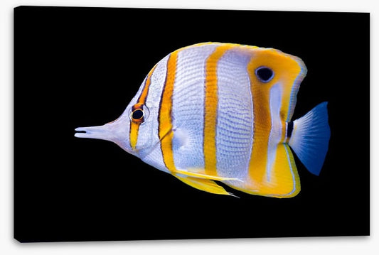 Fish / Aquatic