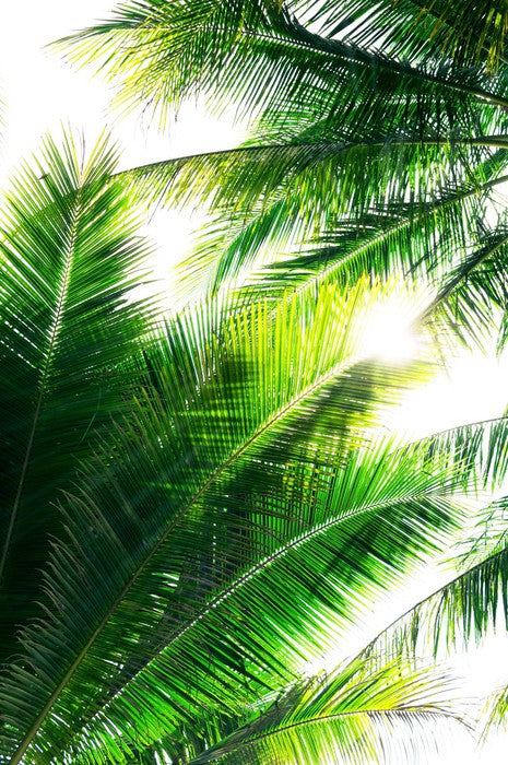 Palm leaf sunshine