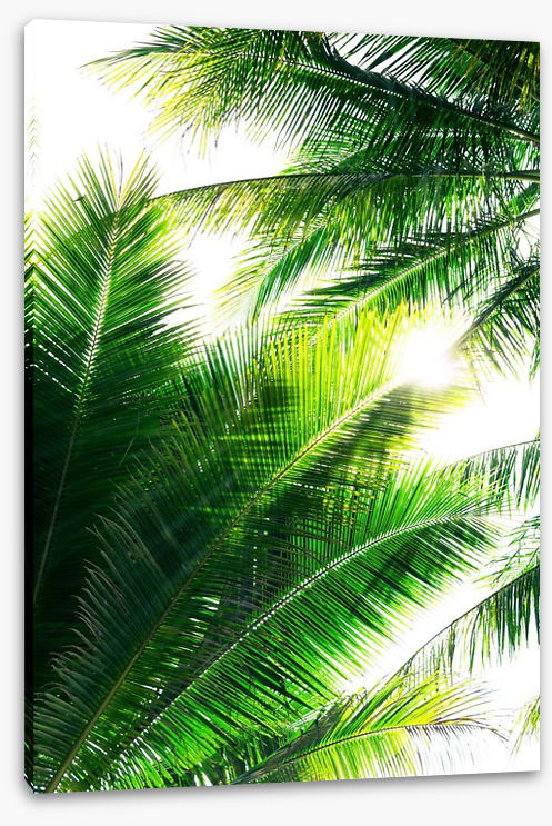 Palm leaf sunshine