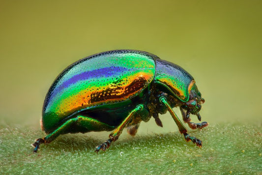 Insects