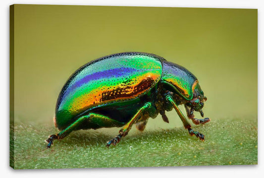 Insects