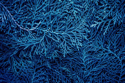 Forever in blue pines