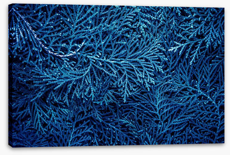 Forever in blue pines