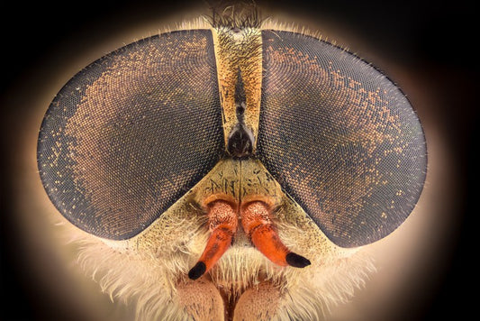 Insects
