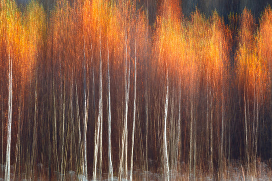 Flecks of fall