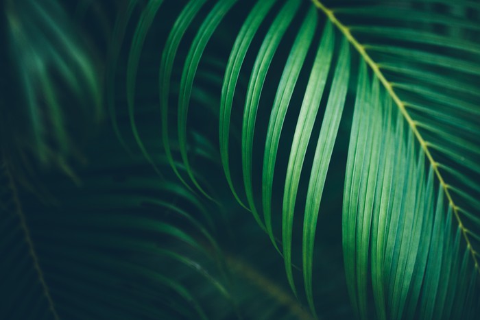 Midnight fronds