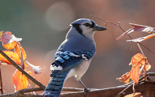 Birds