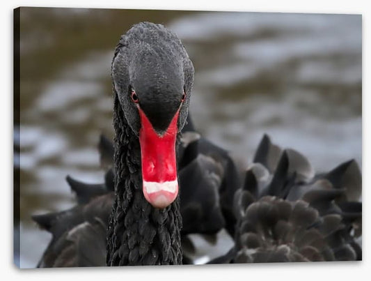 Hide and beak