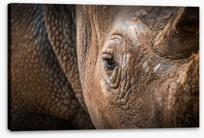Rhinocereye