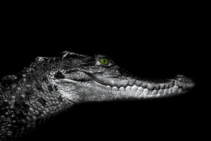 Reptiles / Amphibian