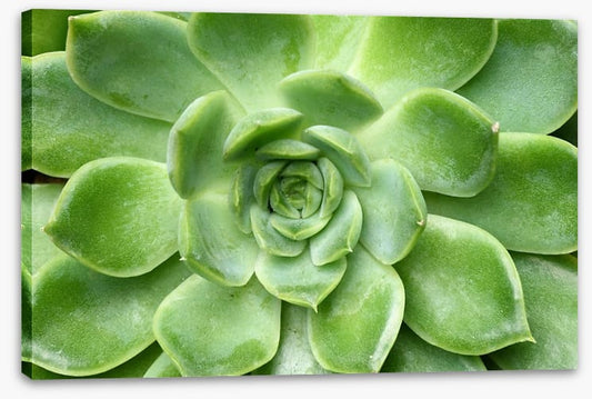 Echeveria