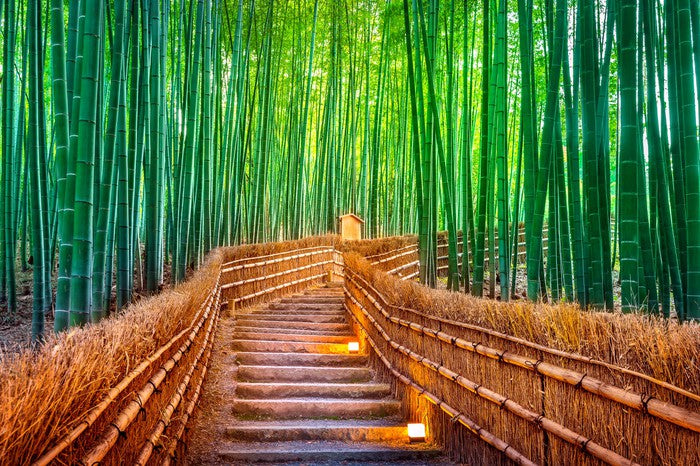 The bamboo bridge