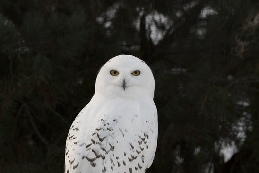 Snowy owl stare