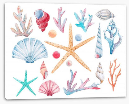 Coral and shells