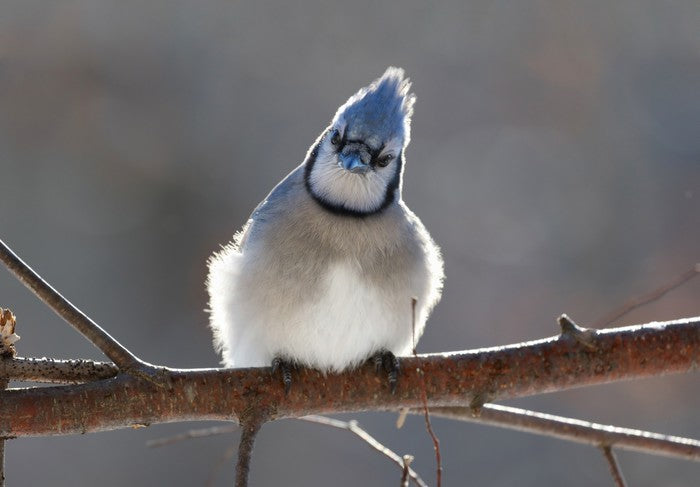 Puffed up
