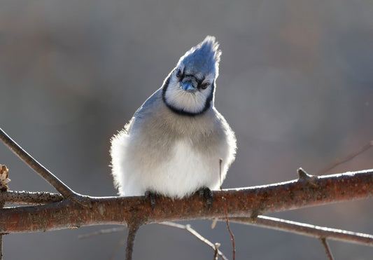 Puffed up