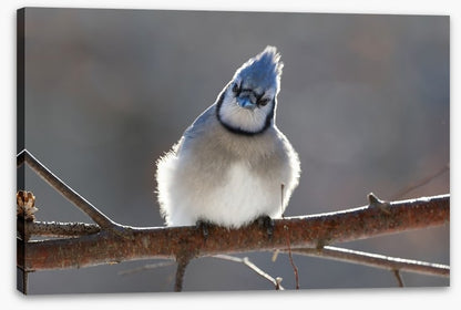 Puffed up