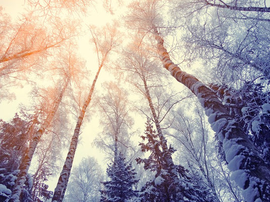 Under a snowy sky