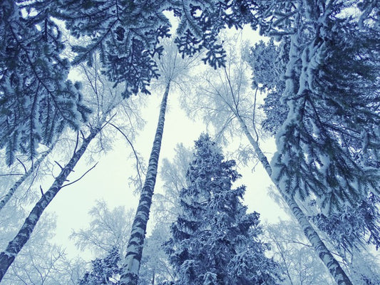 Forests