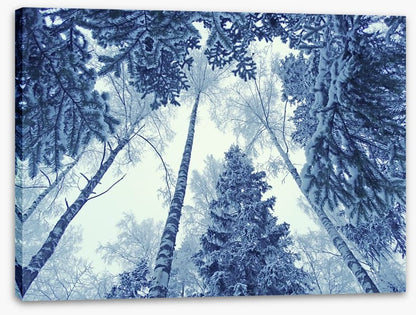 Forests