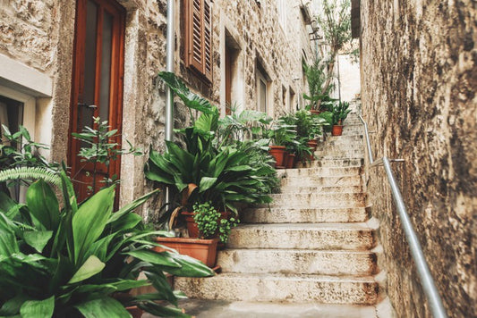 Garden on the steps