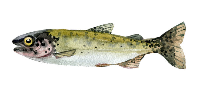 Old trout