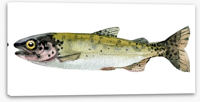 Old trout