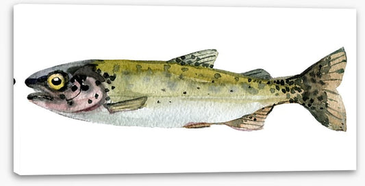 Old trout