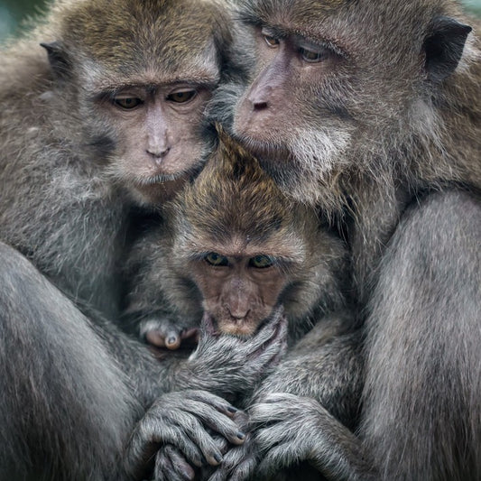 Family hug