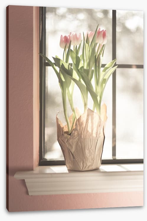 Translucent tulips