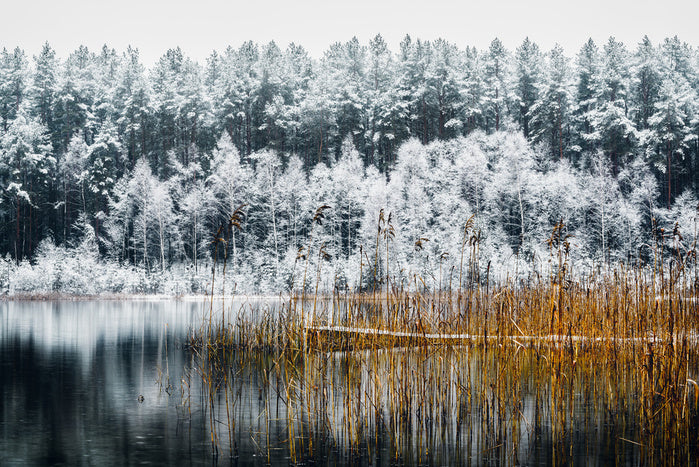 Frosty forest lake