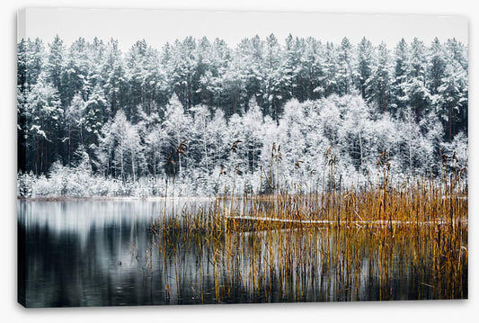 Frosty forest lake