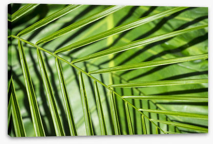 Leaves