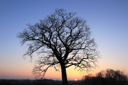 Sky silhouette