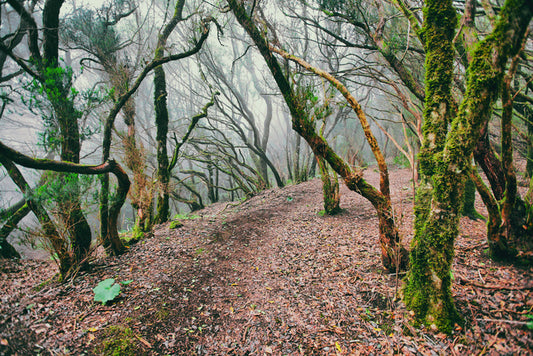 Forests