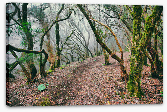 Forests