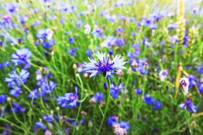 Meadows